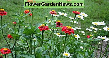 Zinnia & Shasta Daisies Zinnia & shasta daisies