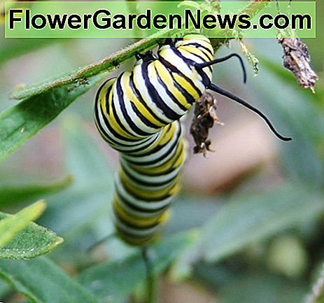 วัชพืชผีเสื้อ Butterfly weed