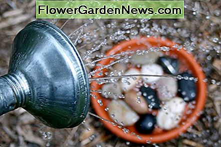 นำน้ำกลับมาใช้ใหม่ตามที่ต้องการสำหรับพื้นหม้อที่มีหิน Reapply water as needed to your rocky water pot bottoms.