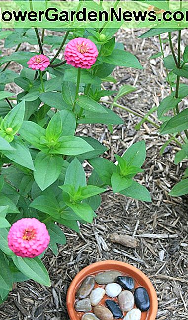 ดอกไม้แบนเช่น zinnias ทำให้มันง่ายสำหรับผีเสื้อไปยังดินแดนและจิบน้ำทิพย์สบาย Flat flowers like zinnias make it easy for butterflies to land and sip nectar comfortably.