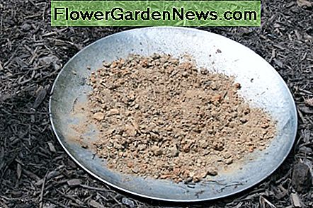 ฉันฝังอ่างโลหะของนกนกพิราบไว้ในฟางและเต็มไปด้วยดินทรายไม่กี่ I buried the metal basin of a broken birdbath in a flowerbed and filled it with a few handfuls of sandy soil.
