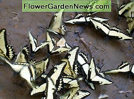 Swallowtails ในอาร์เจนตินาล่มในโคลน Swallowtails in Argentina swarm in the mud.