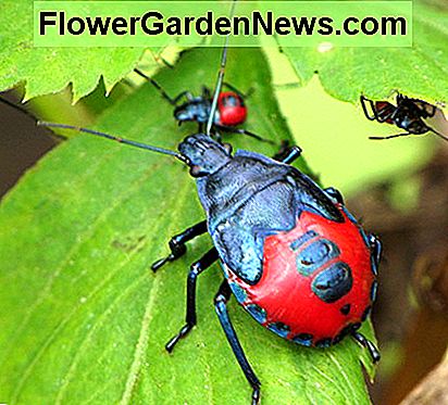 Ein räuberischer Stinkwanze Florida. Leute in diesem Staat haben die Wanzen gesehen, die große Zikaden essen, wie Sie sehen können, wenn das Foto unten. A Florida predatory stink bug. People in that state have witnessed the bugs eating large cicadas, as you can see if the photo below.