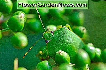 Dies ist der grüne Stink Bug. This is the green stink bug.