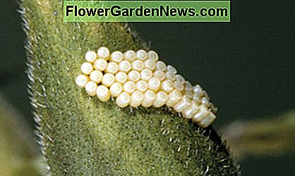 Dies sind Eier der südlichen grünen Stink Bug. Der Lebenszyklus dieses Käfer ist in 65 bis 70 Tagen abgeschlossen, aber alles beginnt mit dem Ei. These are eggs of the southern green stink bug. The life cycle of this bug is completed in 65 to 70 days, but it all starts with the egg.