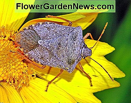 Dies ist der braune marmorierte Stink Bug. Nicht bekannt, Menschen zu beißen, aber ihre Tendenz, Häuser in hoher Zahl zu erobern, kann extrem frustrierend sein. Sie lösen einen Geruch aus, wenn sie gestört oder zerrieben werden, ähnlich wie der Geruch schmutziger Füße. This is the brown marmorated stink bug. Not known to bite humans, but their tendency to invade homes in high numbers can be extremely frustrating. They release an odor when disturbed or crushed much like the smell of dirty feet.