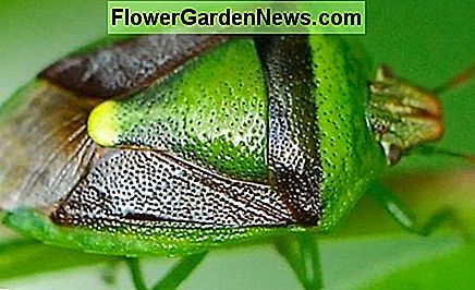 Der Banasa dimidiata Stink Bug. The Banasa dimidiata stink bug.