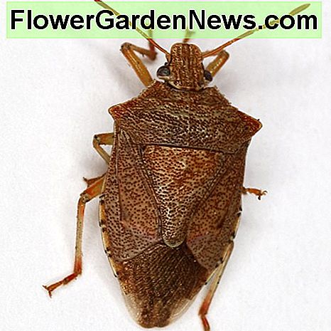 Der stachelige Soldat Stink Bug ist ein Räuber von Zigeunermotten Raupen und die Larven von Käfern wie der Kartoffelkäfer und der Mexikanische Bohnenkäfer, so dass sie nützliche Gartenwanzen. The spined soldier stink bug is a predator of gypsy moth caterpillars and the larvae of beetles such as the Colorado potato beetle and the Mexican bean beetle, making them beneficial garden bugs.