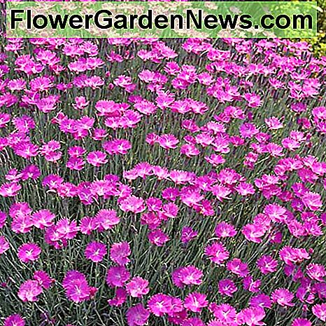 Dianthus cheddarrosa Dianthus cheddar pink