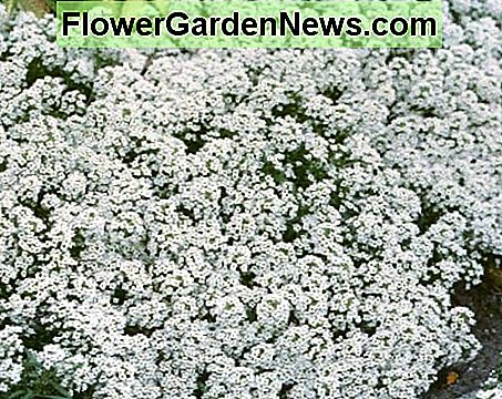 Alyssum - Lobularia Maritima Alyssum - Lobularia Maritima