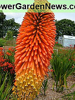 Kniphofia uvaria 'Nobilis' Kniphofia uvaria 'Nobilis'