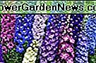 Delphinium Seed, 50 + Fröer, Giant Imperial Mix, Organiska, Slående Blandade Färger