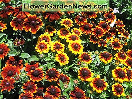 Rudbeckia hirta Rudbeckia hirta 'Cordoba'