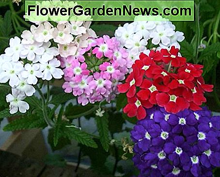 Verbena Verbena