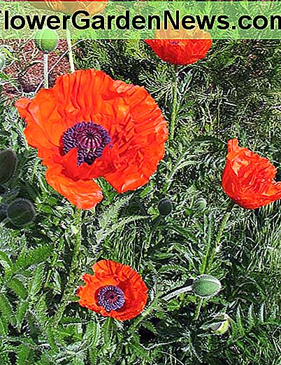 Orientalisk vallmo Oriental poppy