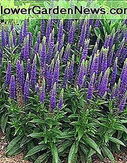 Veronica spicata Veronica spicata