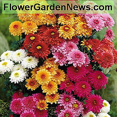 Chrysanthemum Double American Spray Chrysanthemum Double American Spray