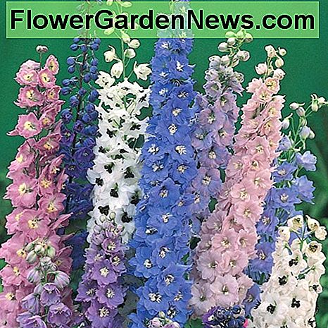 riddarsporrar Delphiniums