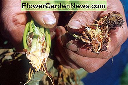 Verticillium verwelking infestatie. Verticillium wilt infestation.