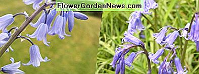 Spaans / Engels klokje kruis aan de linkerkant, en een bosrijk zuiver klokje aan de rechterkant Spanish/English bluebell cross on the left, and a woodland pure bluebell on the right