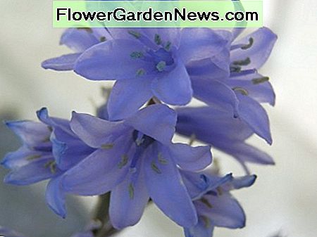 Spaanse klokje dichte omhooggaand Spanish bluebell close up
