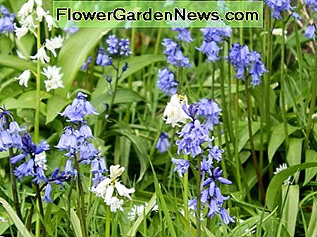 Spaanse boshyacinten Spanish bluebells