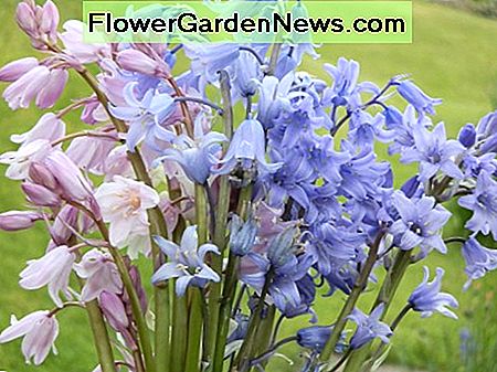 bosje tuinhyacinten bunch of garden bluebells