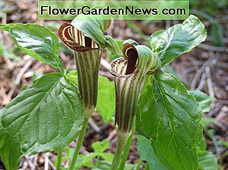 Jack-in-the púlpito Jack-in-the pulpit