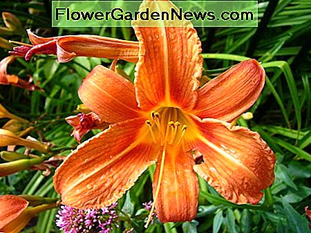 Daylilies Daylilies