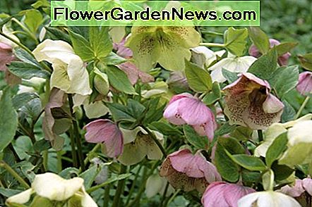 Hellebore es una hermosa planta de sombra Hellebore is a beautiful shade plant
