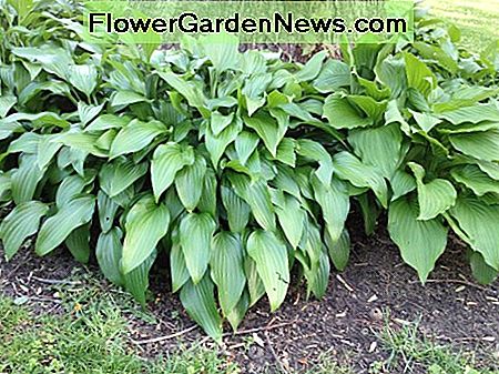 Hostas plantadas alrededor de un roble Hostas planted around an oak tree