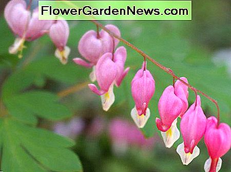 Corazón sangrante / Flores Dicentra Bleeding Heart/Dicentra flowers