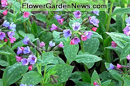 Lungwort proporciona follaje en el invierno y florece temprano en la primavera con flores pequeñas y resistentes al frío. Lungwort provides foliage in the winter and blooms early in the Spring with tiny, cold resistant flowers.
