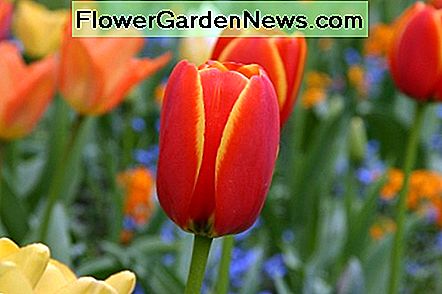 Tulpen werden im Herbst gepflanzt, nachdem der Boden abgekühlt ist. Tulips are planted in the fall after the soil has cooled.