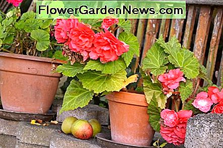 Im Frühjahr gepflanzte Begonien blühen im Sommer Begonias planted in the spring bloom during the summer