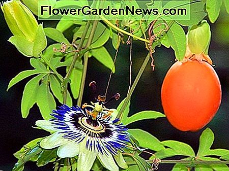 passionflower เป็นที่สวยงามและเสาวรสจะอร่อย แต่ผลเสาวรสที่เรียบเน่าไม่สุก ถ้าคุณวางแผนที่จะรับประทานอาหารที่มีอยู่ภายในคุณควรรอจนกว่าผลไม้จะมัวด้านนอกและตกลงไปกับพื้น A passionflower is beautiful and the passion fruit is delicious, but a smooth-skinned passion fruit is not ripe. So if you are planning on eating what's inside, you should wait until the fruit is dimpled on the outside and falls to the ground.