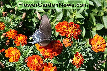 Ringelblumen fungieren als natürliche Tomaten Wurm Repellentien. Marigolds act as natural tomato worm repellents.