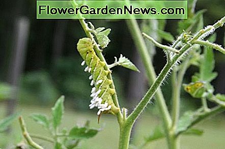 Räuberische Wespen legen ihre Eier auf den Tomatenwurm. Predatory wasps lay their eggs on the tomato worm.