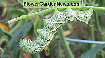 Tomatenwurm oder Tomaten Hornworm Tomato Worm or Tomato Hornworm