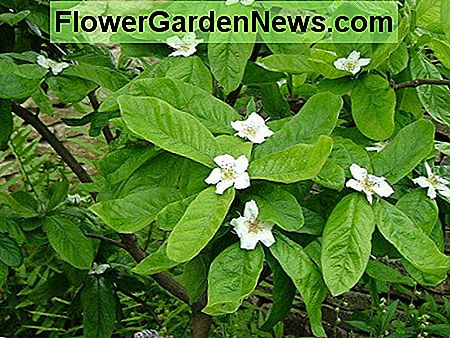 Mispelbomen hebben mooie bloemen en aantrekkelijke bladeren. Medlar trees have lovely flowers and attractive leaves.