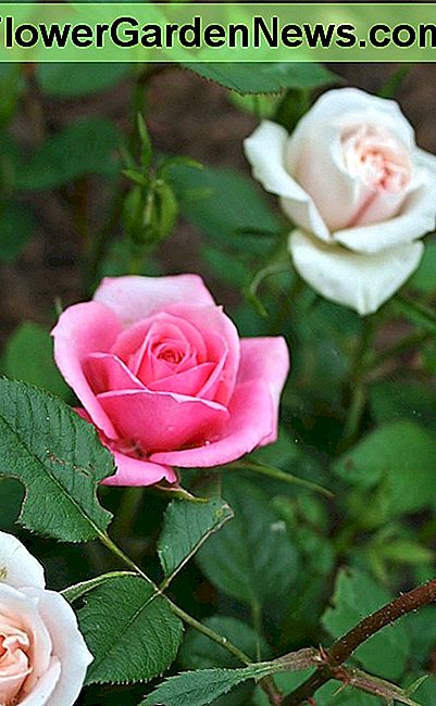 Deze miniatuur rozenstruik is een enting van rode, crème en roze rozen. Het rood bloeit zelden op hetzelfde moment als de rest. This miniature rose bush is a grafting of red, cream & pink roses. The red rarely blooms at the same time as the rest.