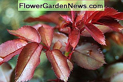 Knock-out Roses behoren tot de vele zwart-vlekbestendige rozenstruiken die tegenwoordig verkrijgbaar zijn. Knock-out Roses are among the many black spot-resistant rose bushes available today.