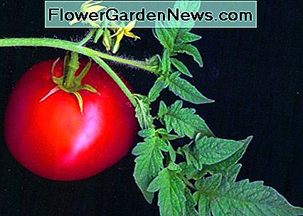 Bild von Tomatenfrucht von David Besa von Creative Commons. Picture of tomato fruit by David Besa from Creative Commons.