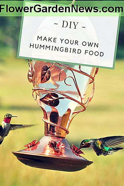 Hummingbird rețetă alimentară Hummingbird food recipe