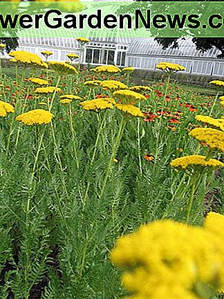 Schafgarbe bei Phipps Yarrow at Phipps