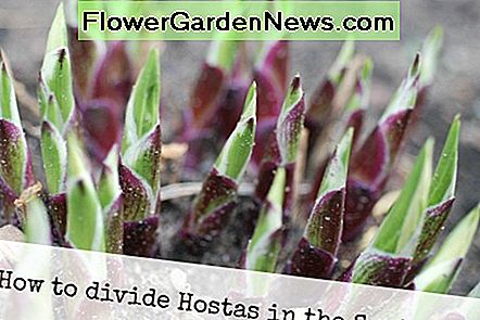 เวลาที่ดีที่สุดในการแบ่ง Hosta คือในฤดูใบไม้ผลิเมื่อดวงตาเริ่มโผล่ออกมา The best time to divide Hosta is in the spring when its eyes start emerging.