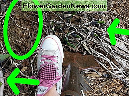 วงกลมแสดงส่วนที่ตายแล้วของพืช Hosta ที่ต้องการแบ่ง The circle shows the dead part of the Hosta plant where it needs division.