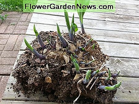 ส่วน Hosta ตรงจากพื้นดิน Hosta division straight from the ground.