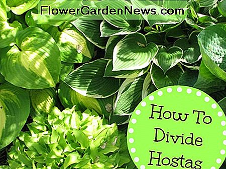 วิธีแบ่งพืช Hosta How to divide Hosta plants