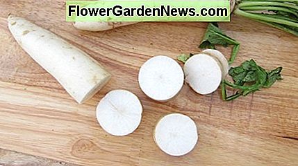 Daikon-radijs is populair in Azië Daikon radish is popular in Asia